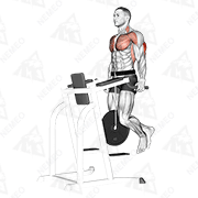 Animated demonstration of weighted tricep dips
