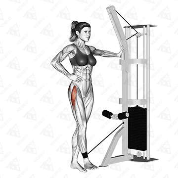 Démonstration animée de l’exercice Cable Side Leg Raises (Élévations latérales de la jambe à la poulie)