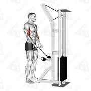 Animated demonstration of cable drag curl