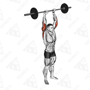 Animated demonstration of barbell standing overhead triceps extension