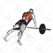 Animated demonstration of barbell incline row