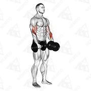 Démonstration animée de l’exercice Curl biceps prise pronation avec haltères