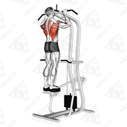 Animated demonstration of assisted standing pull-up