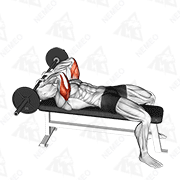 Démonstration animée de l’exercice Barre au front allongé, prise pronation (skullcrusher)