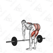 Animated demonstration of barbell straight leg deadlift