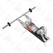 Animated demonstration of barbell pullover