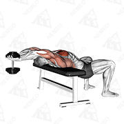 Démonstration animée de l’exercice Pullover avec haltère, bras tendus