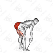 Animated demonstration of band straight back stiff leg deadlift