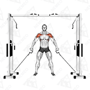 Animated demonstration of cable front shoulder raise