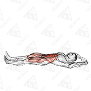 Demostración animada de Abdominales tipo navaja