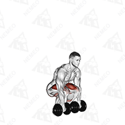 Animated demonstration of dumbbell deadlift