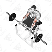 Animated demonstration of barbell preacher curl