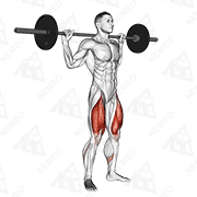 Animated demonstration of barbell full squat