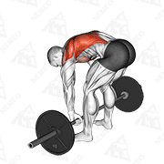 Animated demonstration of barbell pendlay row