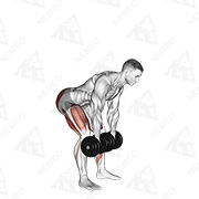 Animated demonstration of dumbbell romanian deadlift