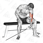 Animated demonstration of cable seated one arm concentration curl