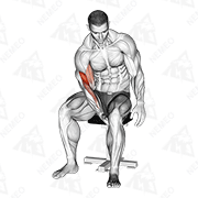 Animated demonstration of biceps leg concentration curl