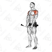 Animated demonstration of cable front raise