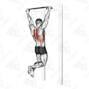 Animated demonstration of scapular pull-up