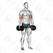 Démonstration animée de l’exercice Curl biceps debout avec haltères avec rotation externe
