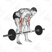 Animated demonstration of barbell standing concentration curl