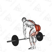 Animated demonstration of barbell romanian deadlift