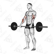 Animated demonstration of barbell reverse curl