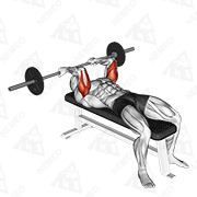 Démonstration animée de l’exercice Barre au front prise supination