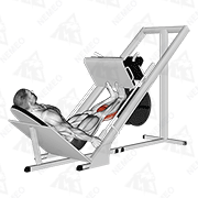 Animated demonstration of sled calf press on leg press