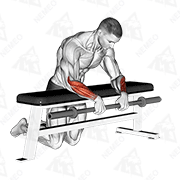 Animated demonstration of barbell palms down wrist curl over a bench